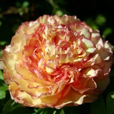 Пион ЗОЛОТАЯ РОССЫПЬ древовидный в Фаниполе