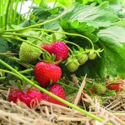 Клубника ЭЛЬСАНТА в Фаниполе