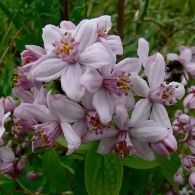 Дейция МОУНТ РОУЗ в Фаниполе