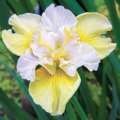 Ирис ЙЕЛЛОУ ТЕЙЛ сибирский в Фаниполе