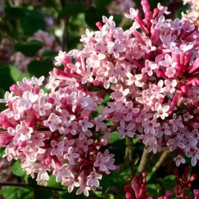 Сирень РЕД ПИКСИ в Фаниполе