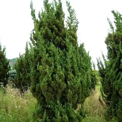 Можжевельник КАЙЗУКА китайский в Фаниполе
