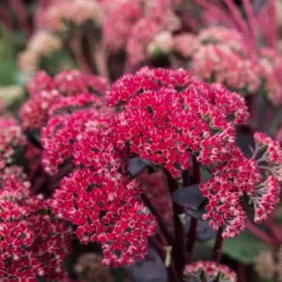 Очиток (седум) РЕД КАУЛИ в Фаниполе