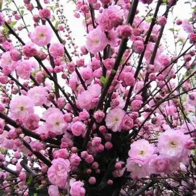 Миндаль ТРЁХЛОПАСТНЫЙ (луизеания) в Фаниполе