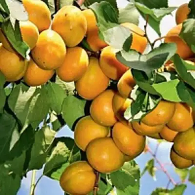 Абрикос БРЯНСКИЙ РАННИЙ в Фаниполе