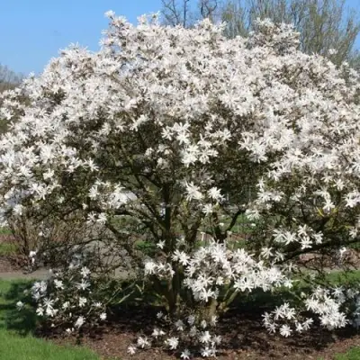 Магнолия КОБУС в Фаниполе