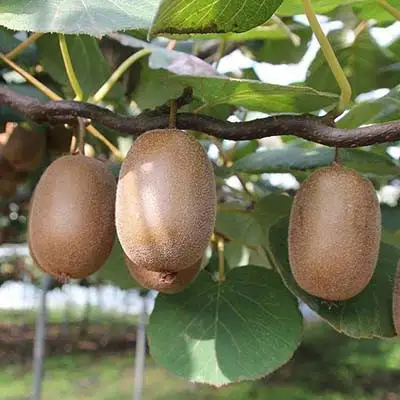 Актинидия ЗАКАРПАТЬЕ киви в Фаниполе