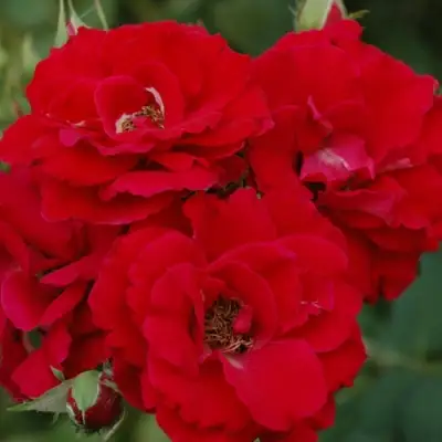 Роза ЧАМПЛЕЙН флорибунда в Фаниполе