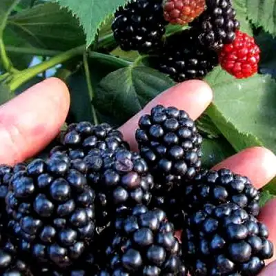 Ежевика ЭВЕРГРИН бесшипная  в Фаниполе