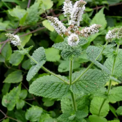 Мята яблочная в Фаниполе