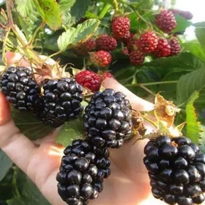 Ежевика НАВАХО бесшипная  в Фаниполе