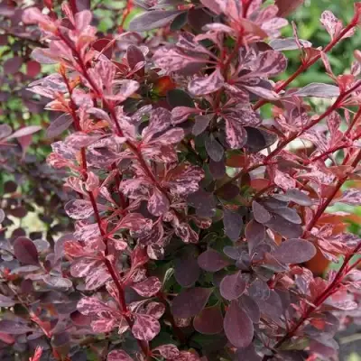 Барбарис РОУЗ ГЛОУ тунберга в Фаниполе