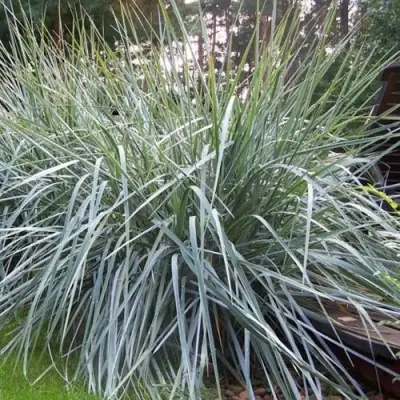 Элимус БЛЮ ДЮН песчаный в Фаниполе