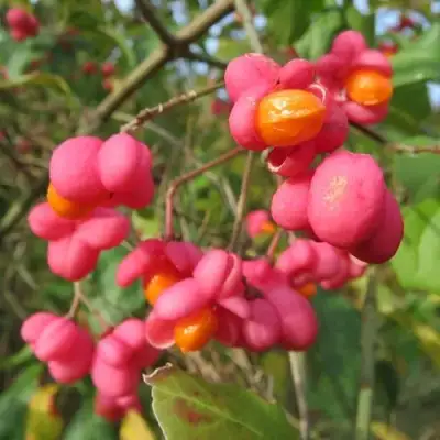 Бересклет ЕВРОПЕЙСКИЙ в Фаниполе