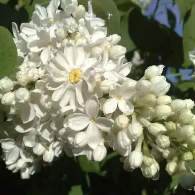 Сирень РОЧЕСТЕР в Фаниполе