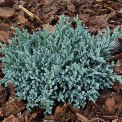 Можжевельник БЛЮ СПАЙДЕР чешуйчатый в Фаниполе