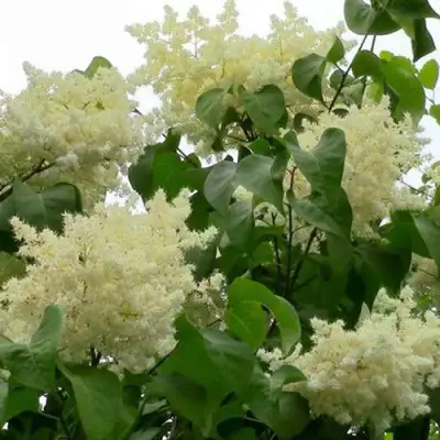 Сирень АМУРСКАЯ в Фаниполе