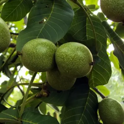 Грецкий орех ПИНСКИЙ в Фаниполе