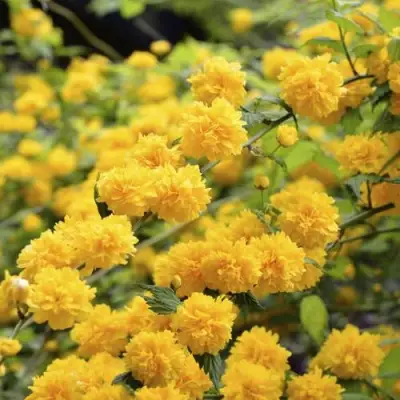 Керрия японская АУРЕОВАРИЕГАТТА в Фаниполе