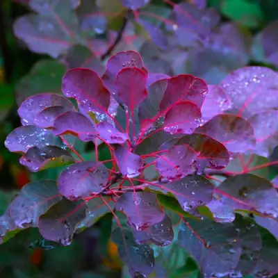 Скумпия ГРЕЙС в Фаниполе