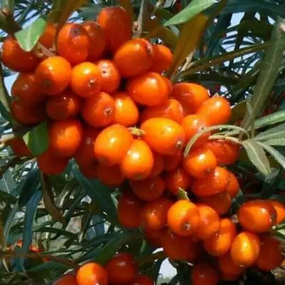 Облепиха ПЛАМЕННАЯ в Фаниполе