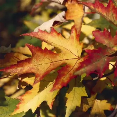Клен серебристый в Фаниполе