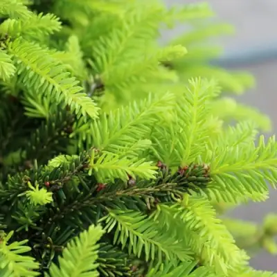 Ель НИДИФОРМИС обыкновенная в Фаниполе