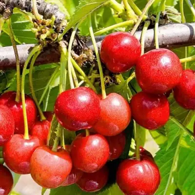 Черешня БЮТТНЕРА КРАСНАЯ в Фаниполе