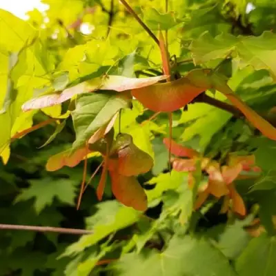 Клен ложноплатановый в Фаниполе