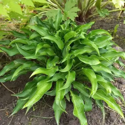 Хоста ГАРРИ ВАН ТРИЕР в Фаниполе