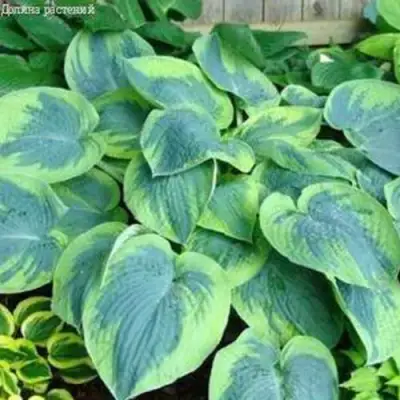 Хоста ТОКУДАМА ФЛАВОЦИРЦИНАЛИС гибридная в Фаниполе