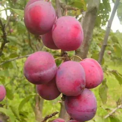 Слива ЭДИНБУРГСКАЯ в Фаниполе