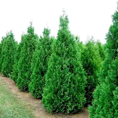 Туя СПИРАЛИС западная в Фаниполе