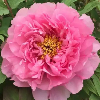 Пион РОЗОВЫЙ ЛОТОС древовидный в Фаниполе