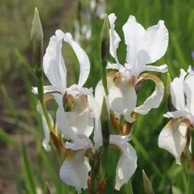 Ирис АЛЬБА сибирский в Фаниполе