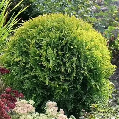 Туя ЕЛЛОУ ГЛОБ западная в Фаниполе