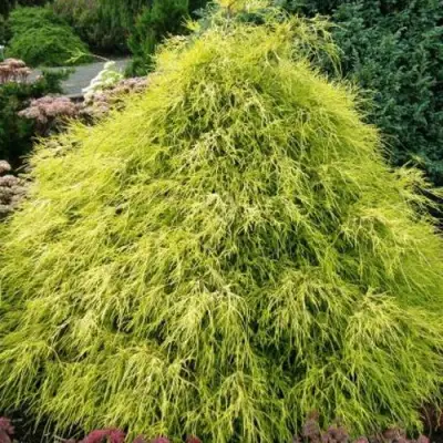 Кипарисовик ФИЛИФЕРА АУРЕА горохоплодный в Фаниполе