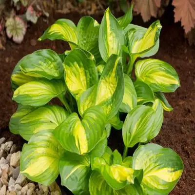 Хоста ЭМЕРАЛЬД ЧАРДЖЕР гибридная в Фаниполе