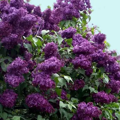 Сирень ИНДИЯ в Фаниполе