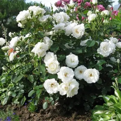 Роза АЛАБАСТЕР флорибунда в Фаниполе