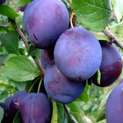 Слива ПЕРДРИГОН в Фаниполе