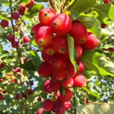 Китайка Долго