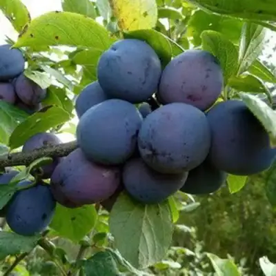 Слива КРОМАНЬ в Фаниполе