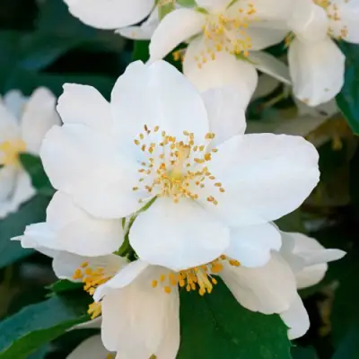 Жасмин ЮСТИНКА в Фаниполе