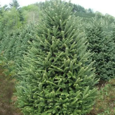 Пихта ФРАЗЕРА в Фаниполе