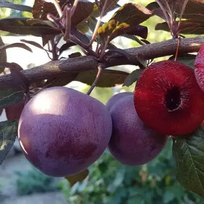 Слива ПАННА в Фаниполе