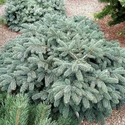 Ель НАНА сизая в Фаниполе