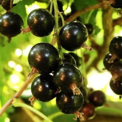 Смородина чёрная НАРА в Фаниполе