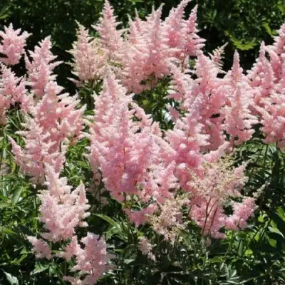 Астильба ГЛИТТЕР ЭНД ГЛАМУР китайская в Фаниполе