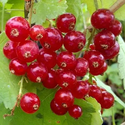 Смородина красная РОНДОМ в Фаниполе